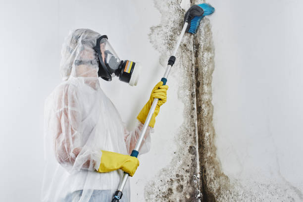 Best Black Mold Removal  in Lanark, IL