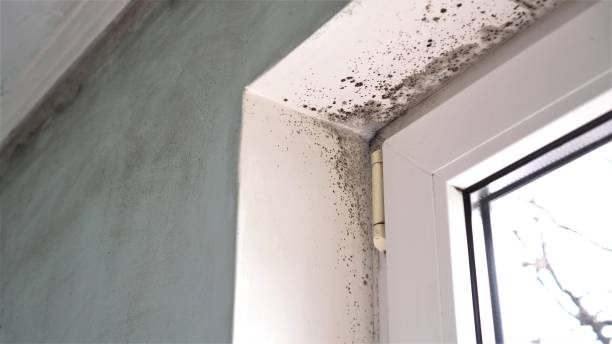 Best Crawl Space Mold Removal  in Lanark, IL