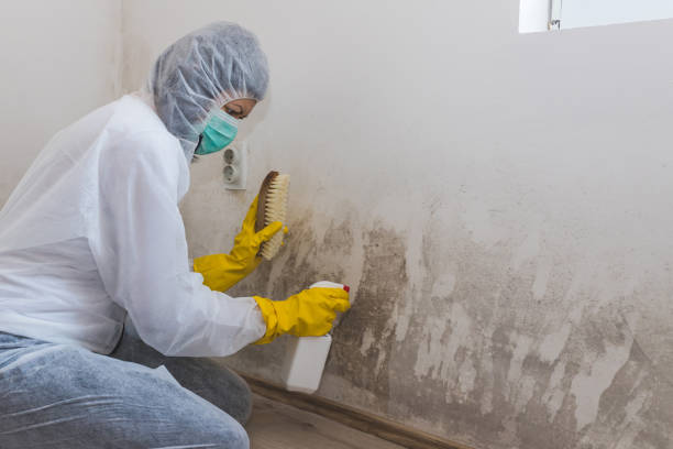 Best Commercial Mold Removal  in Lanark, IL