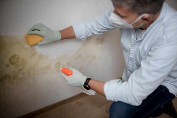 Best Black Mold Removal  in Lanark, IL