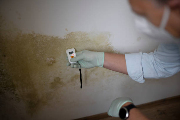 Professional Mold Removal in Lanark, IL